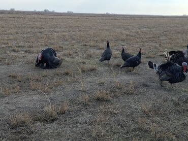 домик для кур: Продаю | Индюшка (самка), Индюшата | Черный принц, Северокавказская | На забой, Для разведения | Племенные — 21