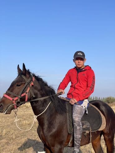 продаю ячмен: Продаю | Конь (самец) | Полукровка | Рабочий | Племенные — 3