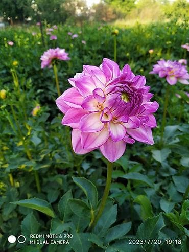 цвети: Георгины декоративные срезочные, сорт с крупными шаровидными бутонами — 2