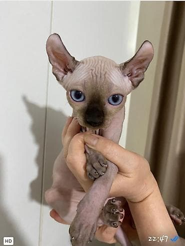 кошки сфинкс цена: Сфинкс, 2 месяца, Мальчик, Приучена к лотку — 1
