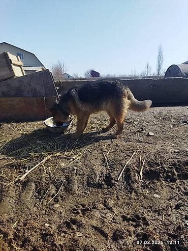 собака охотничий: Немецкая овчарка, 9 месяцев, Самка, С прививкой — 2