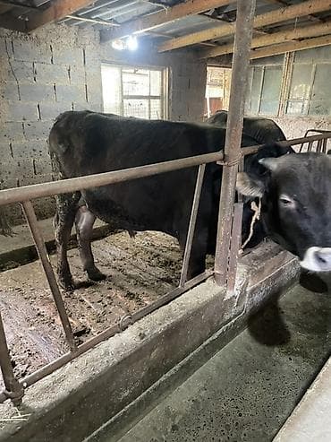 продается кашара: Продаю | Бык (самец) | На откорм | Привязанные — 3