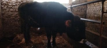 конь жеребец: Продаю | Бык (самец) | Швицкая — 4