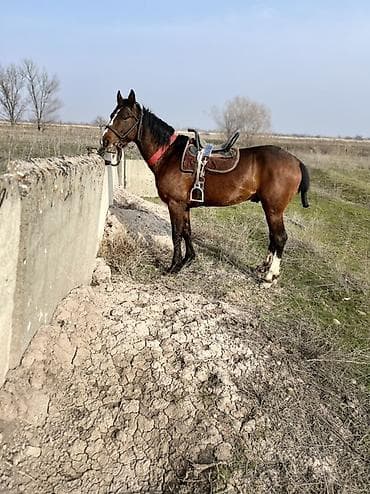 я ищу лошадь: Продаю | Конь (самец), Жеребец | Для разведения, Конный спорт | Осеменитель — 1