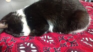 Собаки: Беспородная, 8 месяцев, Мальчик, Биколор, Приучена к лотку — 3