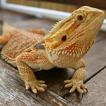 голуби животное: Бородатая агама (Pogona vitticeps), яркий морф оранжево‑золотистых — 1