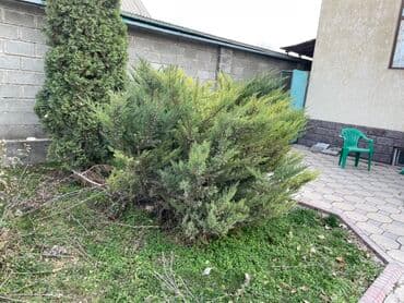 заправка газовых баллонов на дому бишкек: Саженцы цветка — 3