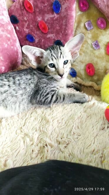 новорожденные котята: Ориентальная, 2 месяца, Мальчик, Рыжий, Приучена к лотку, Проглистована, С документами — 6