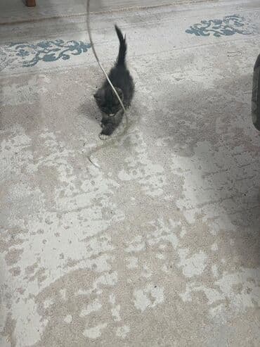 экзотическая короткошёрстная кошка: Котёнок, пушистый черно‑дымчатый с белыми “носочками” и грудкой — 2