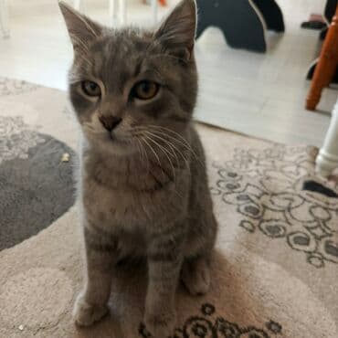 кошачьи домики: Котёнок домашний, короткошёрстный, серого окраса (дымчато-полосатый — 3