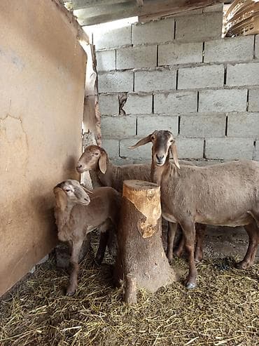 Продаю | Овца (самка) | Арашан | Для разведения | Матка