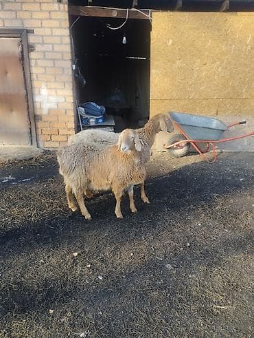 Продаю | Ягненок | Арашан | Для разведения | Матка, Ярка