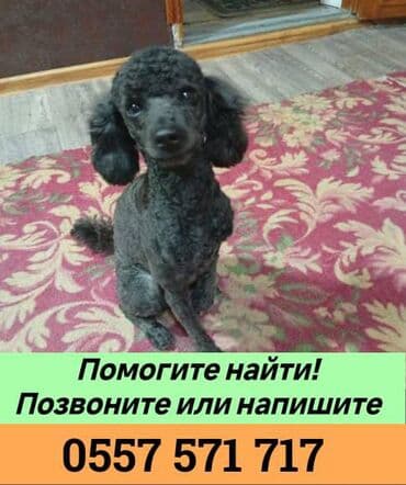 бодоно ош: 🚨 ПРОПАЛА СОБАКА 🚨 3 декабря в районе Салиева-Фрунзе, по Будёнова — 1