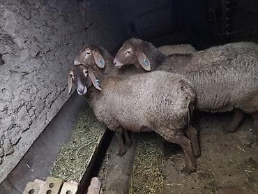 Кошки: Продаю | Овца (самка) | Для разведения | Племенные — 1