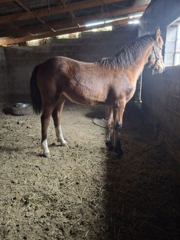 арабский конь цена: Продаю | Кобыла (самка) | Полукровка | Для разведения | Племенные — 4
