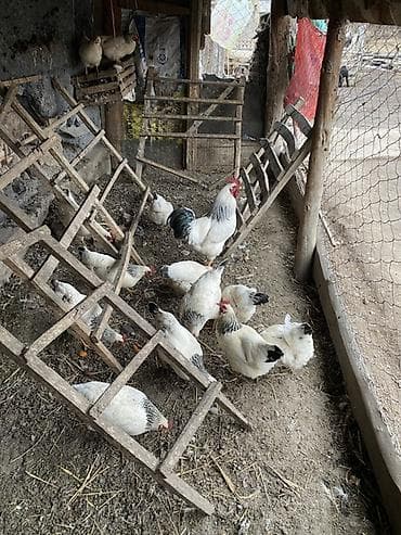 Аквариумдар: Сатам | Тооктор | Суссекс | Көбөйтүү үчүн — 2