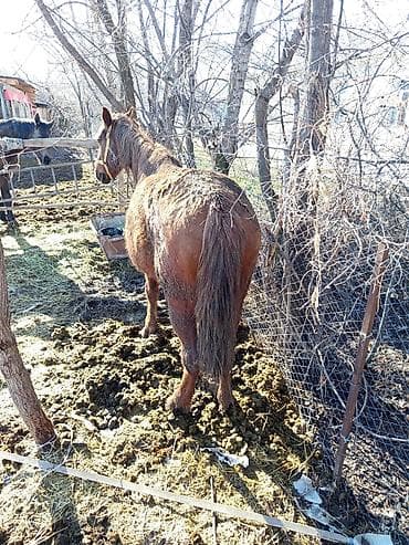 Услуги ветеринара: Продаю | Кобыла (самка) | Рабочий — 4