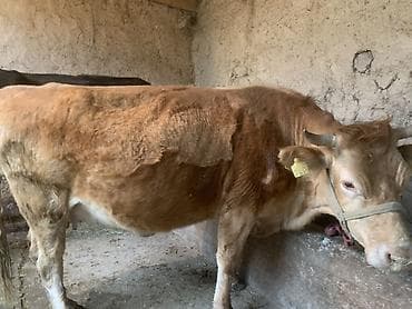 Животные: Продаю | Корова (самка) | Для разведения | Привязанные — 1