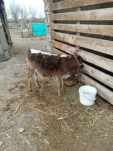 корово: Продаю | Бык (самец), Музоо, торпок | Полукровка | Для разведения | Привязанные — 5