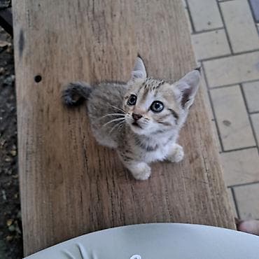 Мышыктар: Котёнок тигрового окраса - Полосатый короткошёрстный котёнок с — 2