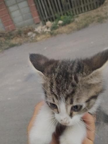 кошка бесплатная: Котёнок, короткошёрстный, окраса табби с белым: - Шёрстка — 1