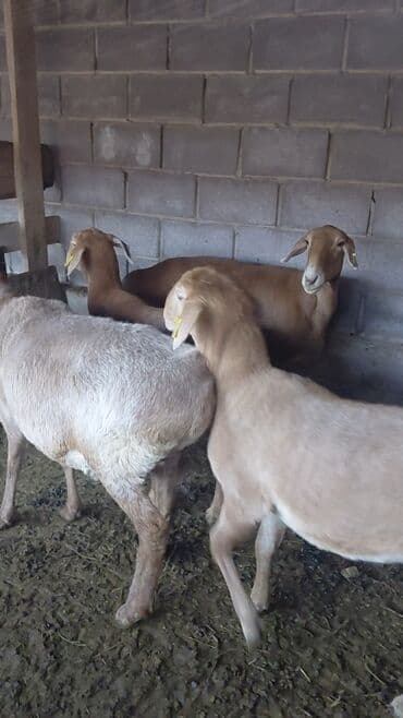 кролик ош: Продаю | Овца (самка), Ягненок | Арашан, Полукровка | На забой, Для разведения | Котные, Матка, Ярка — 2