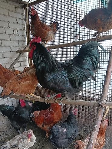 журавль: Продаю — 10