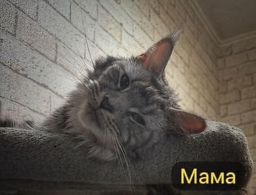 мейкун котята: 🐾 Продаются очаровательные котята породы мейн-кун 🐾 Предлагаем в — 5