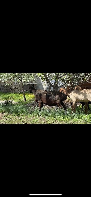 гуси линда: Продаю | Овца (самка) | Для разведения | Матка — 7