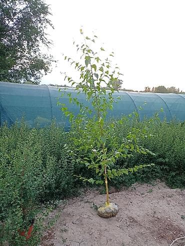 Декор для дома и сада: Береза Саженцы В наличии липа, клен остролистный, катальпа, чынар — 2