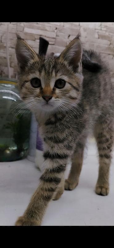 где можно взять кошку: Котёнку 2 месяца, к лотку приучена. Кушает корм, чистая, игривая — 3