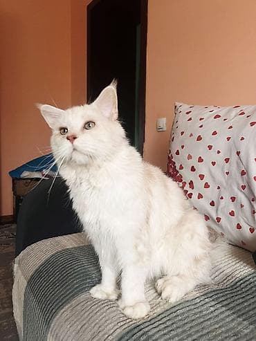 Породистый кот мейн-кун, полидакта лапы 6/6,кремово-белый окрас (light at lalafo.kg Породистый кот мейн-кун, полидакта лапы 6/6,кремово-белый окрас (light