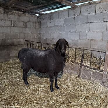 Аквариумдар: Сатам | Ургаачы кой (ургаачы) | Союуга, Көбөйтүү үчүн | Бычылган, Ургаачы, Токту — 5