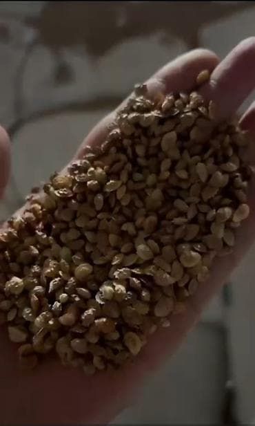 фикус бенджамина купить: 🌿Эспорцет үрөн урук 🌿Сатылат 🌿Дүң жана чекене 🌿Текшерүүдөн өткөн — 5