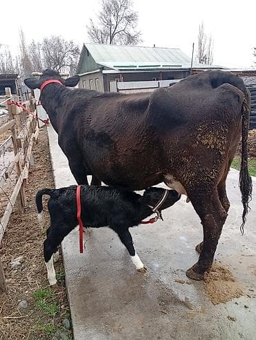 Продаю | Корова (самка), Тёлка, Музоо, торпок | Алатауская | Для разведения, Для молока | После отела