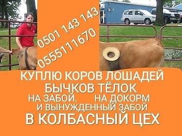 Колбасный цех : Лошади, кони, Коровы, быки, | Круглосуточно, Любое состояние, Забитый
