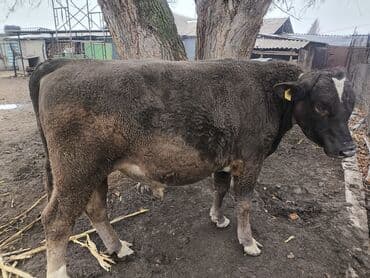 Продаю | Бык (самец) | На откорм | Племенные, Осеменитель