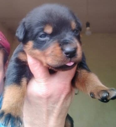 Вязка собак: Открыта бронь на щенков ротвейлера с родословной от титулованных — 3