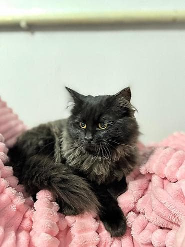 scottish fold: Отдам даром котёнка в хорошие и заботливые руки 🐾 Возраст 6 месяцев — 3