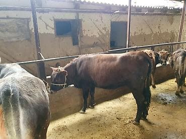 животные на продажу: Продаю | Тёлка | Алатауская | На откорм | Привязанные — 3