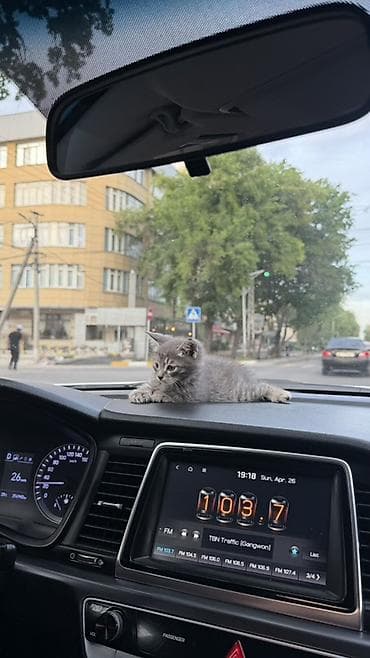 аудио техника: Продаю котёнка за 2000. В комплекте: лоток, наполнитель, игрушка и — 2