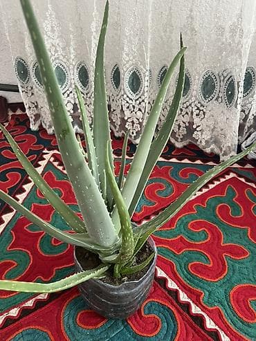 здорое питание: Алоэ вера в горшке - Домашнее суккулентное растение с мясистыми — 1
