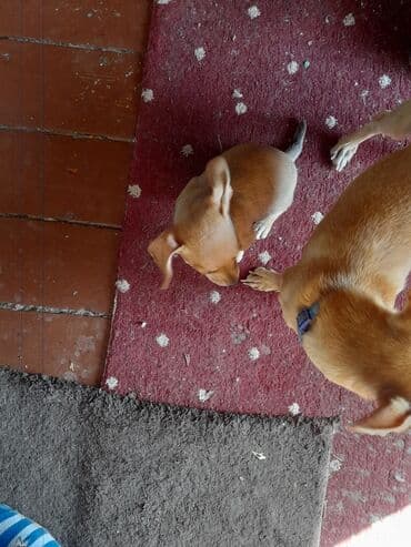 кавказ собака: Чихуахуа, 2 айлык, Ургаачы — 9