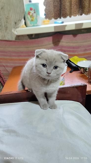 Шотландские котята (вислоухие и прямоухие), окрас голубой. Описание