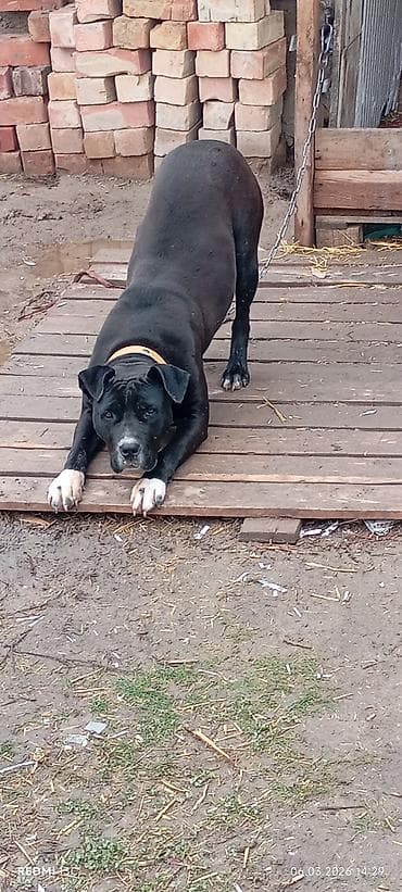 Lotus: Питбуль, 7 месяцев, Самка, С прививкой — 3