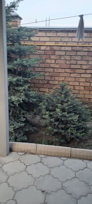 саженцы смородины питомник: Саженцы деревьев: Ели — 4