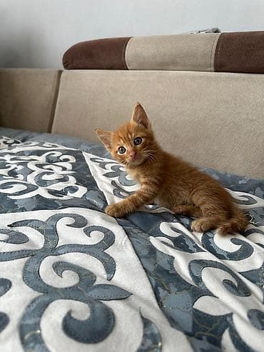 шотландский кот: Скотиш Страйт (Шотландская прямоухая), 2 месяца, Девочка, Рыжий, Приучена к лотку — 5