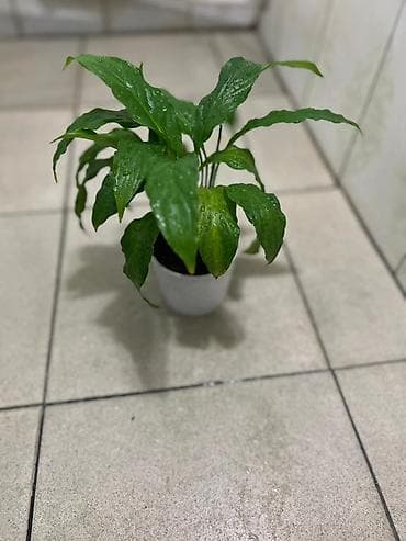 спатифиллум купить: Спатифиллум (Spathiphyllum) в горшке - Вечнозелёное комнатное — 3