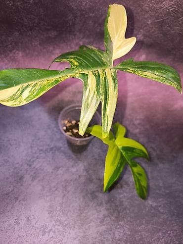 Филодендроны: Филодендрон Magic Mask (вариегатный сорт) Укоренённые черенки уже с — 5