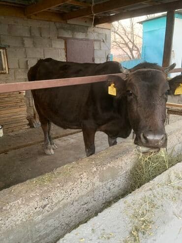 племенные коровы молочные купить: Продаю | Корова (самка) | Для молока | Привязанные — 3